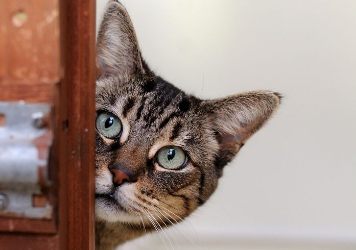 RSPCA Cymru calls on Welsh government to adopt cat microchipping bill