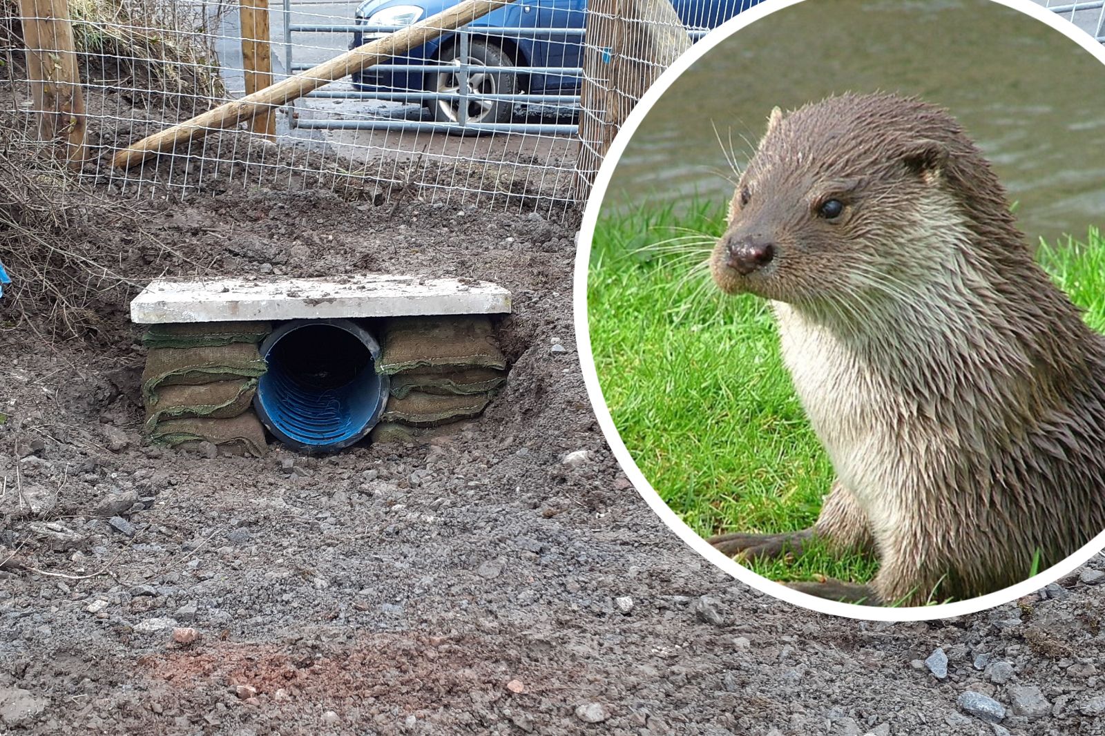 New underground pipe is safe A484 crossing for otters in Kidwelly