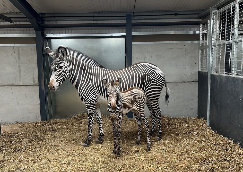 Heartwarming first glimpse of endangered zebra foal born at a safari park