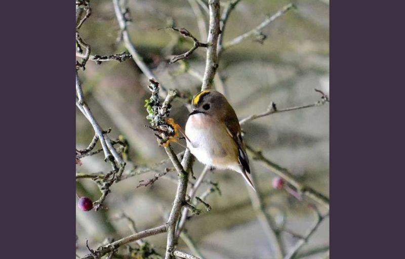 Wildlife: Goldcrest is a tiny treat in my garden