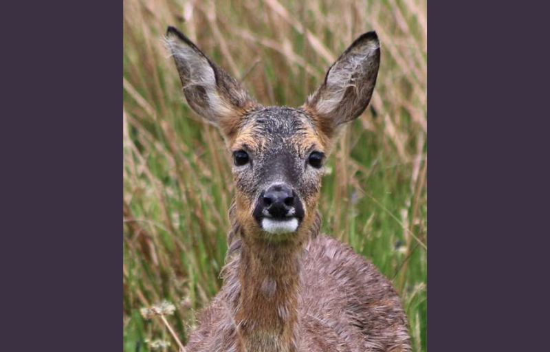 Wildlife: An unforgettable encounter in the wilderness