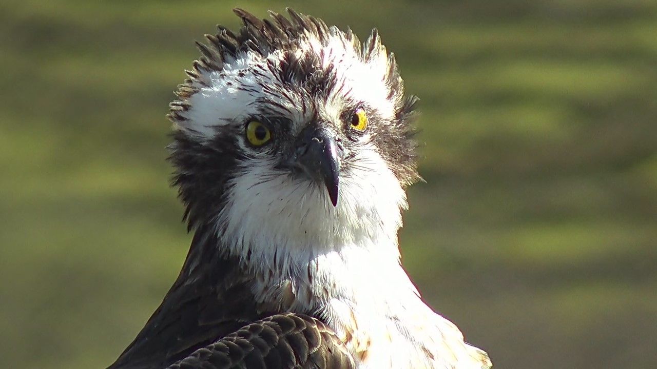 Aran returns to Glaslyn Ospreys and awaits the arrival of Mrs G