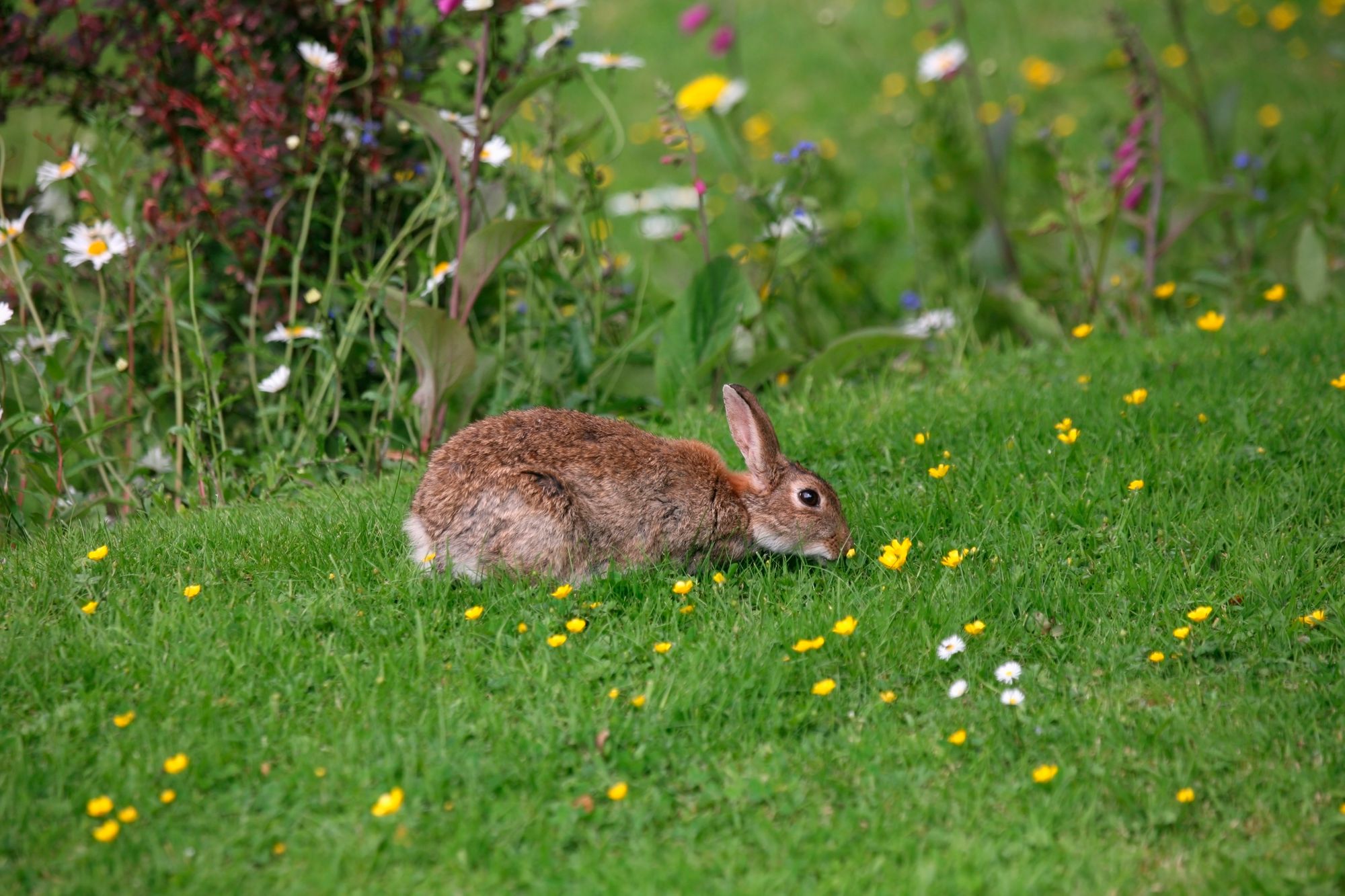 Volunteers needed in Leicestershire for 'Living with mammals' survey