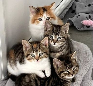 Sanctuary's call for help in hand-rearing eight litters of kittens