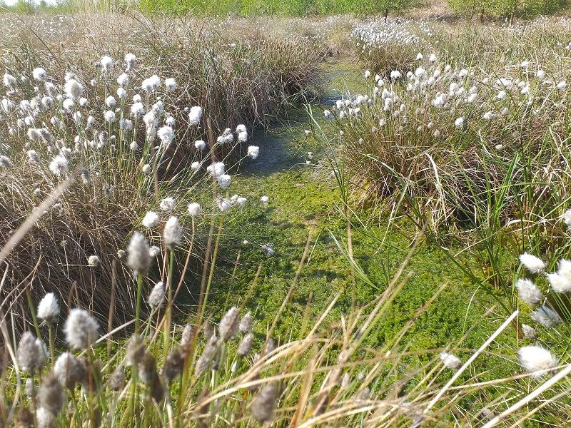 Wildlife: It’s a bog’s life