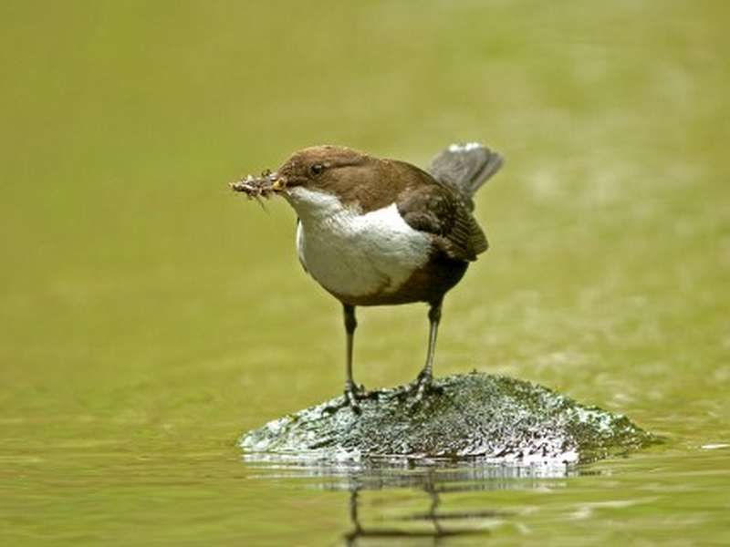 Wildlife: Do you know your local nature reserve?
