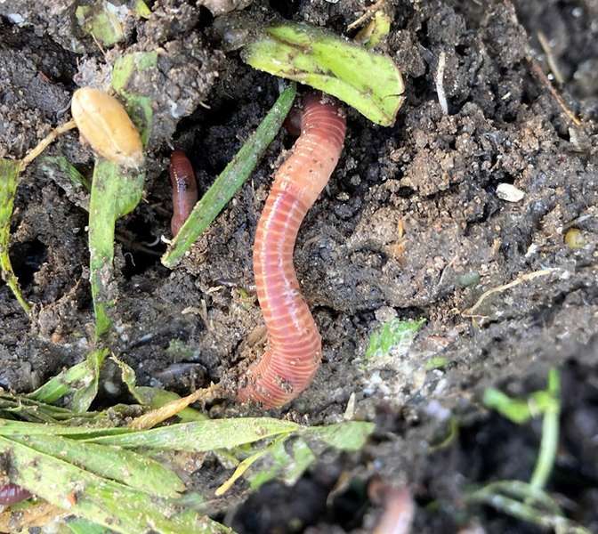 Wildlife: A relaxing day among the earthworms