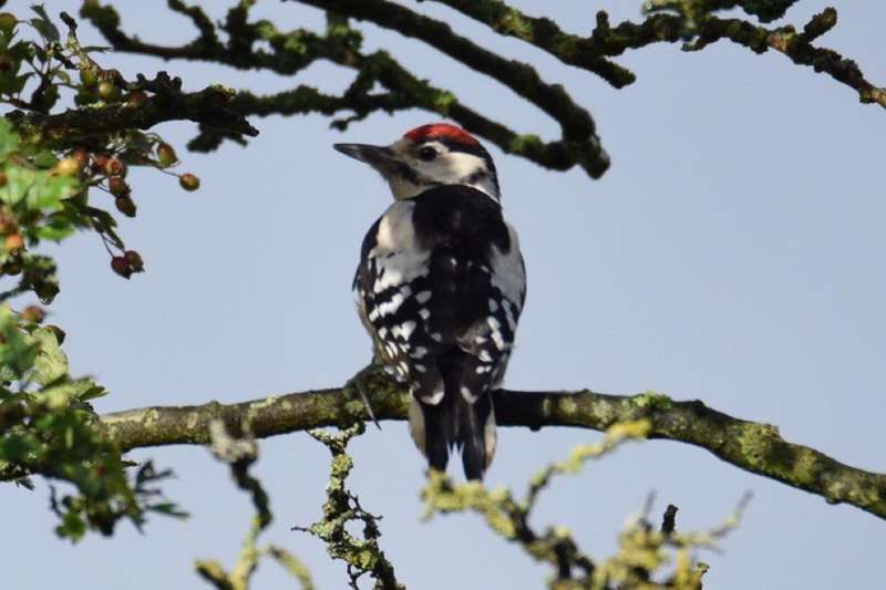 Wildlife: Places where nature can find a home