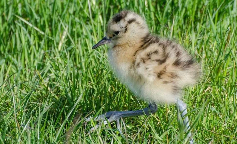 Wildlife: Emergency action for recovery of red-listed bird