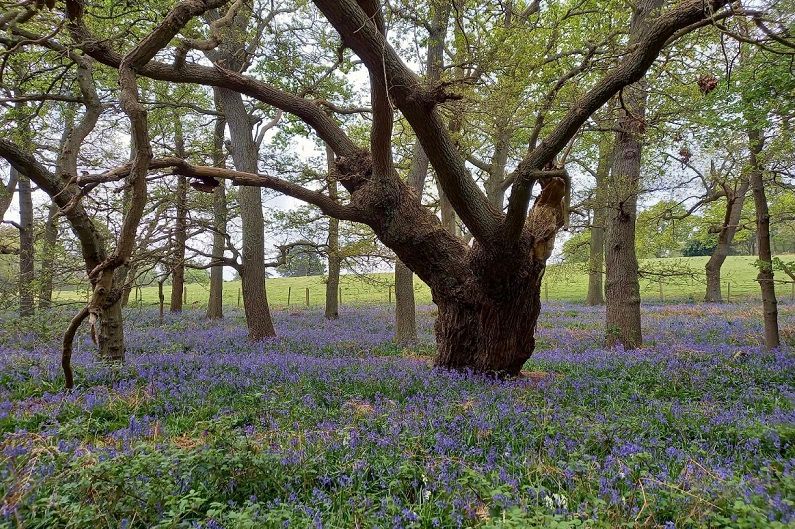 Father's Day fundraising walk takes new route in lush, historic parkland