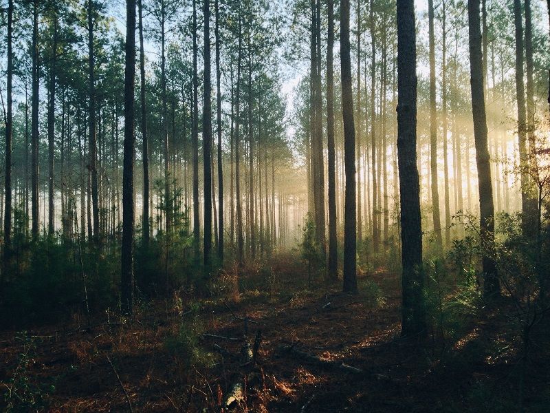 Devon woodlands café serves up forest bathing, coffee and a chat