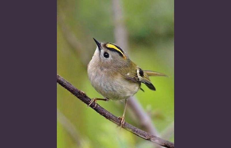 Wildlife: Woodland auditions with our feathered friends