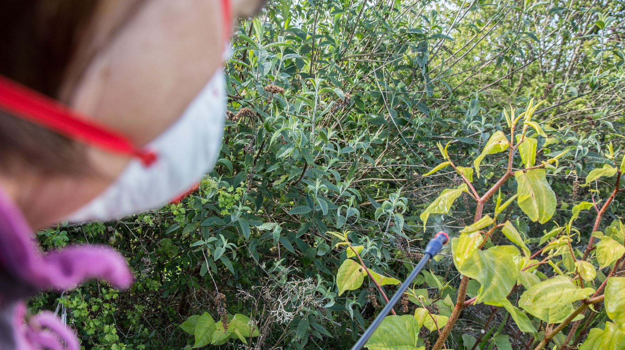 InYourArea readers share top tips on how to tackle garden weeds