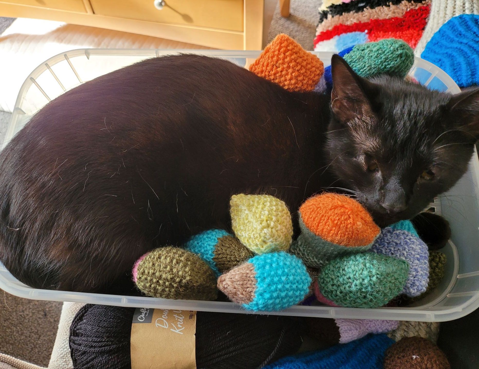 Wakefield vets save the sight of three kittens rescued from scrapyard