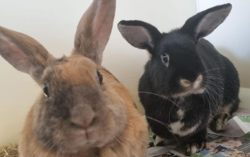 'Bestie' bunnies looking for new Ayrshire home together
