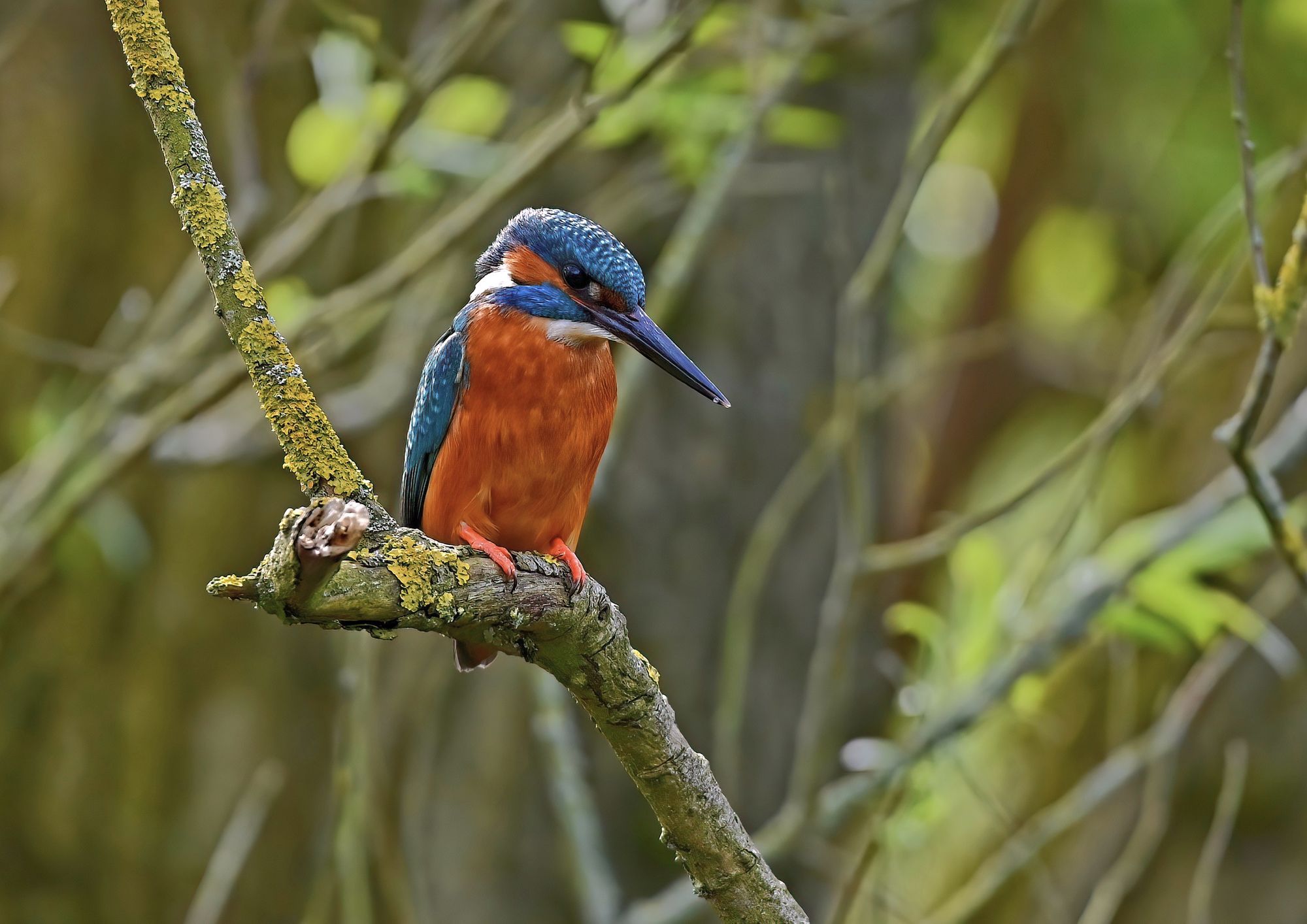 Competition to find nature lovers' best wildlife reserve photos