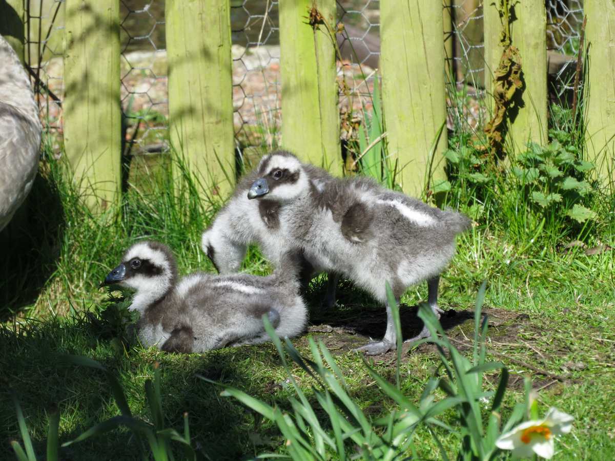 New goslings bring excitement to Martin Mere in time for Easter