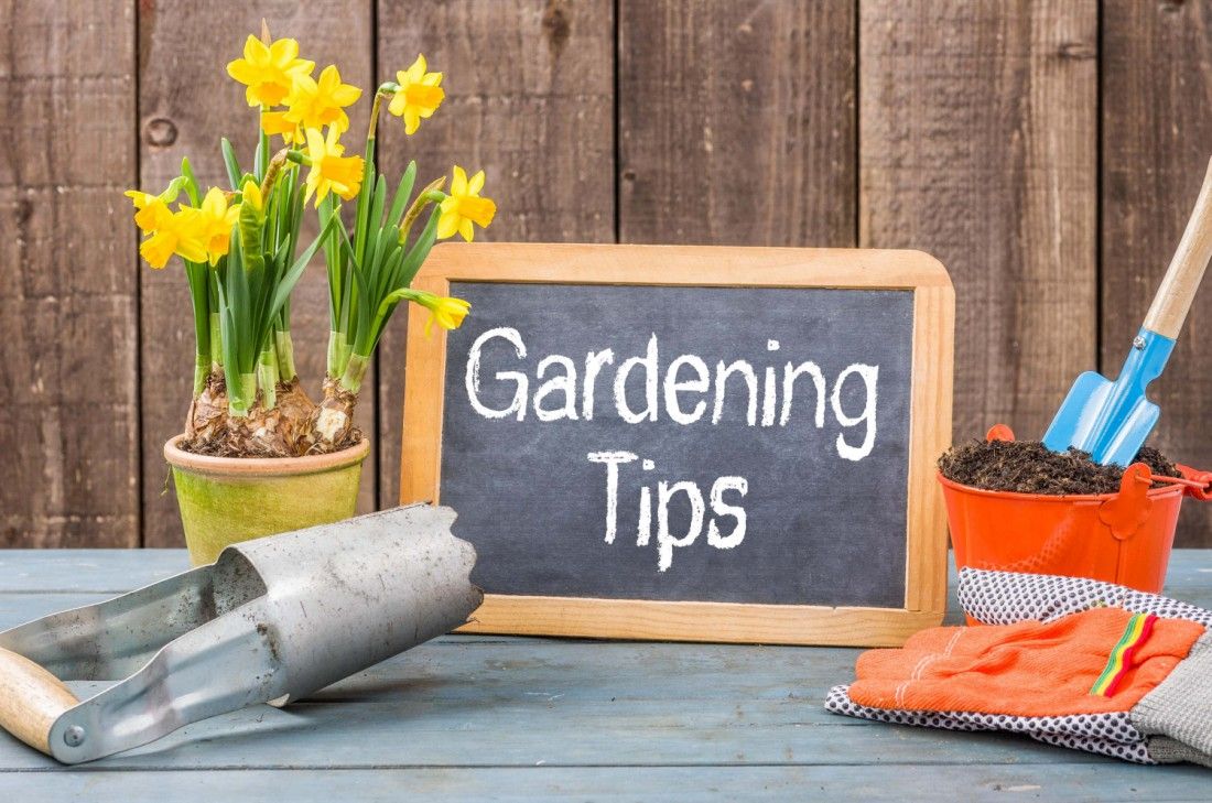 Low cost ways to make your garden look blooming marvellous