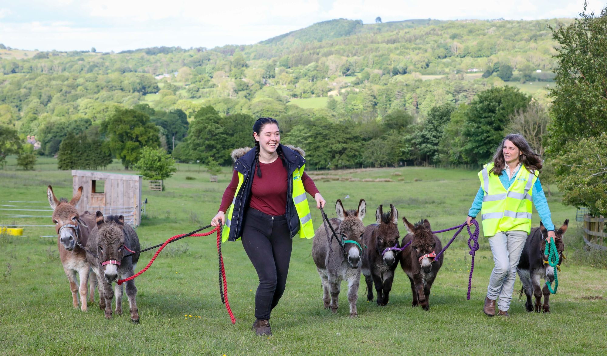 North Wales donkey-trekking business officially opens to the public