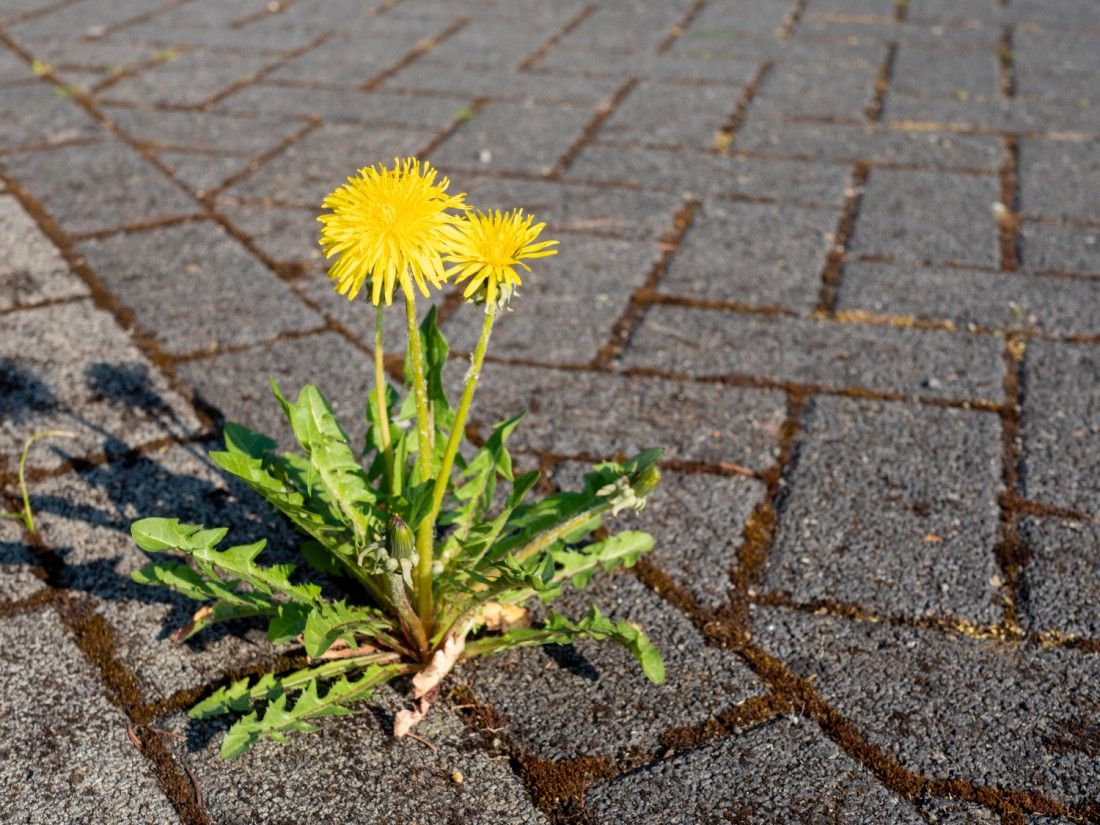 Gardeners suggest 55p method that kills driveway weeds in a flash