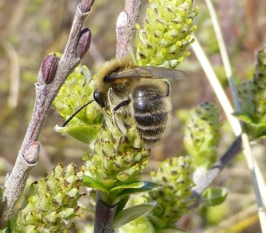 The Sefton Coast with John Dempsey: The incredible range of insect visitors