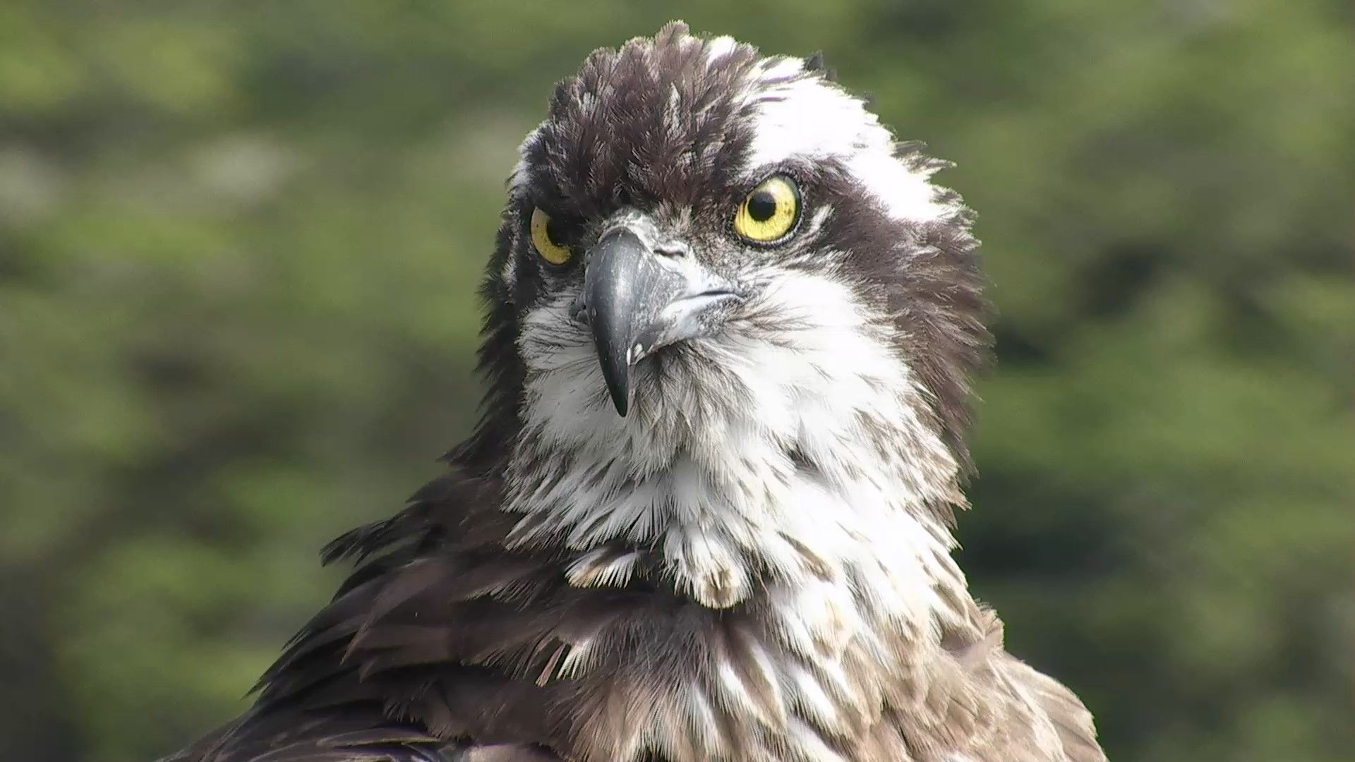 After 19 years and 44 chicks,  Glaslyn Valley osprey is unlikely to return