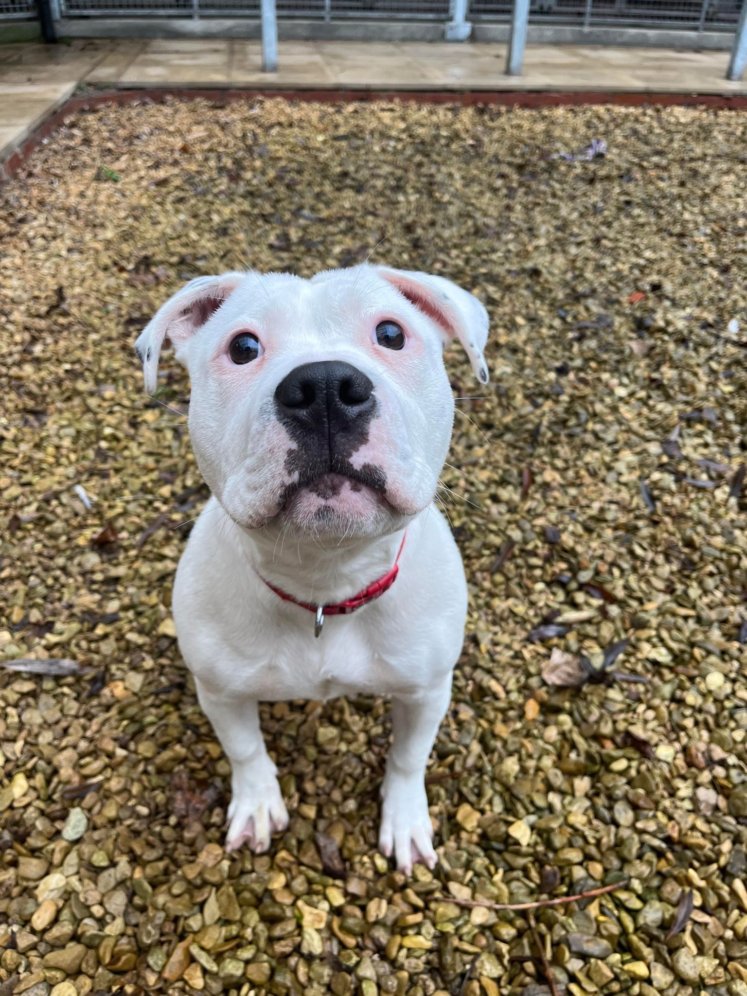 RSPCA Column: Do you have a home for Missy?
