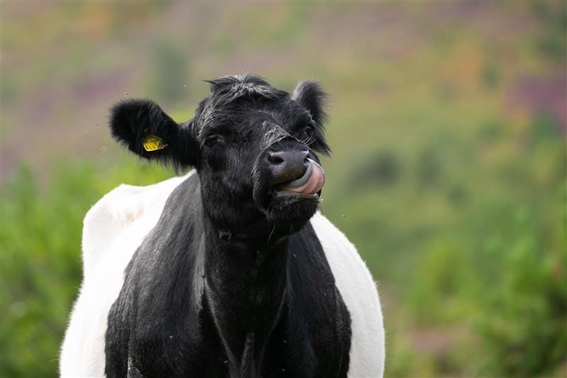 Conservationist cows take residence at Barossa nature reserve in Camberley