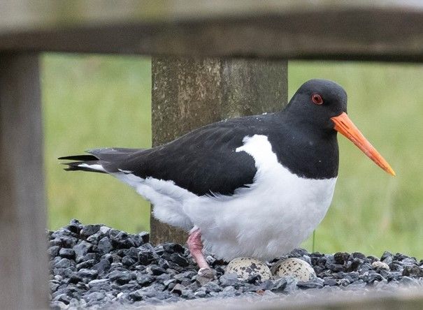 Plucky birds halt Knowsley Safari show to lay eggs in display