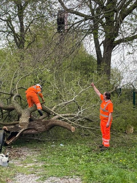 Businesses remove dangerous tree for Stafford-based charity