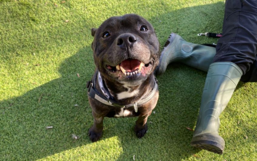 Sweet Ayrshire Staffordshire bull terrier ready to find new family