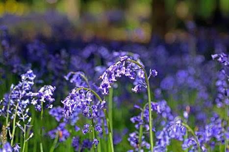 Five top spots to enjoy precious bluebells in Herts and Middlesex