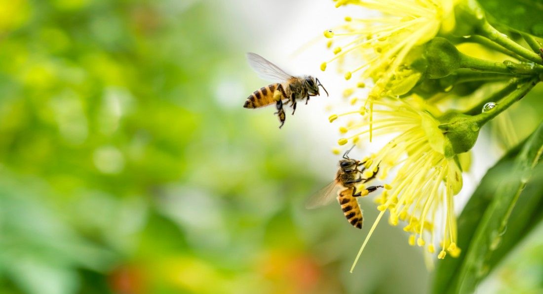Caerphilly pupils create 'bee corridor' inspired by local myth