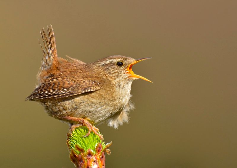 Northumberland Wildlife Trust invites people to urban reserves to celebrate dawn chorus