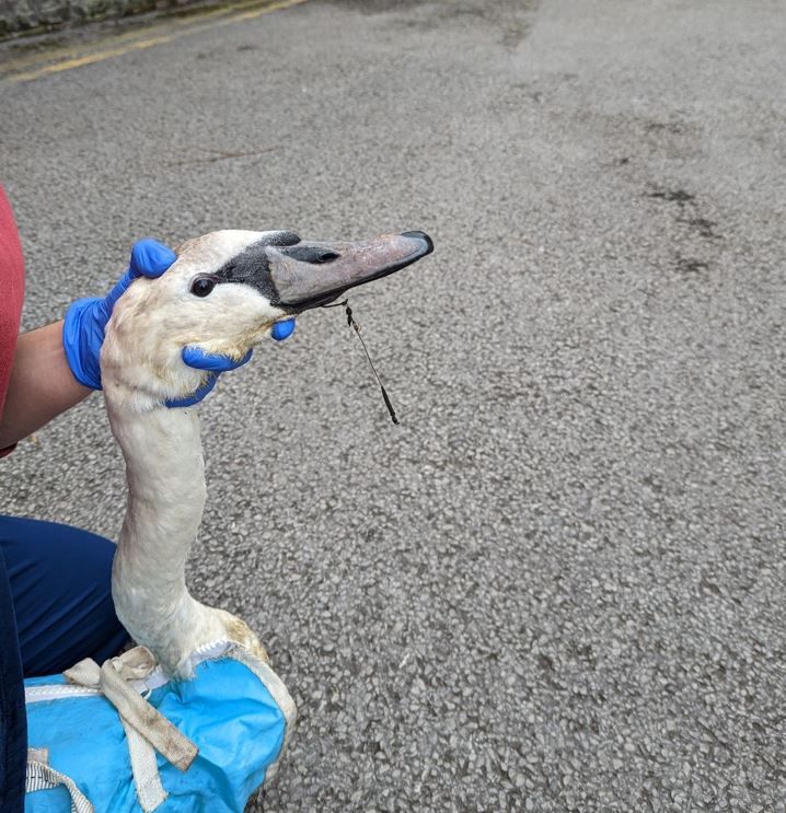 Swan rescued after being caught by fishing litter at Middleton lake