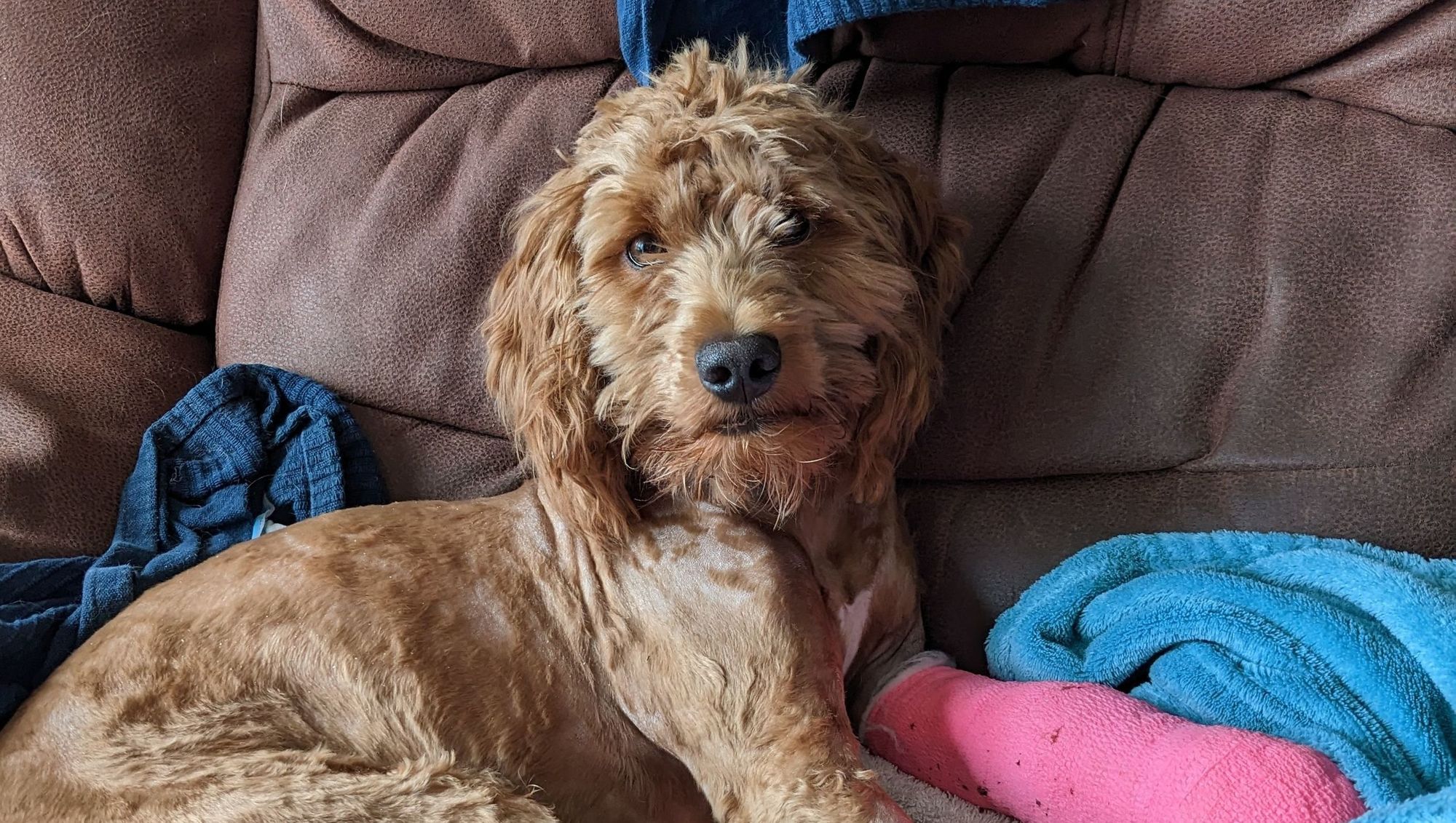 Betty the cockapoo puppy saved by 'wonderful' RNLI crew after 60ft cliff fall