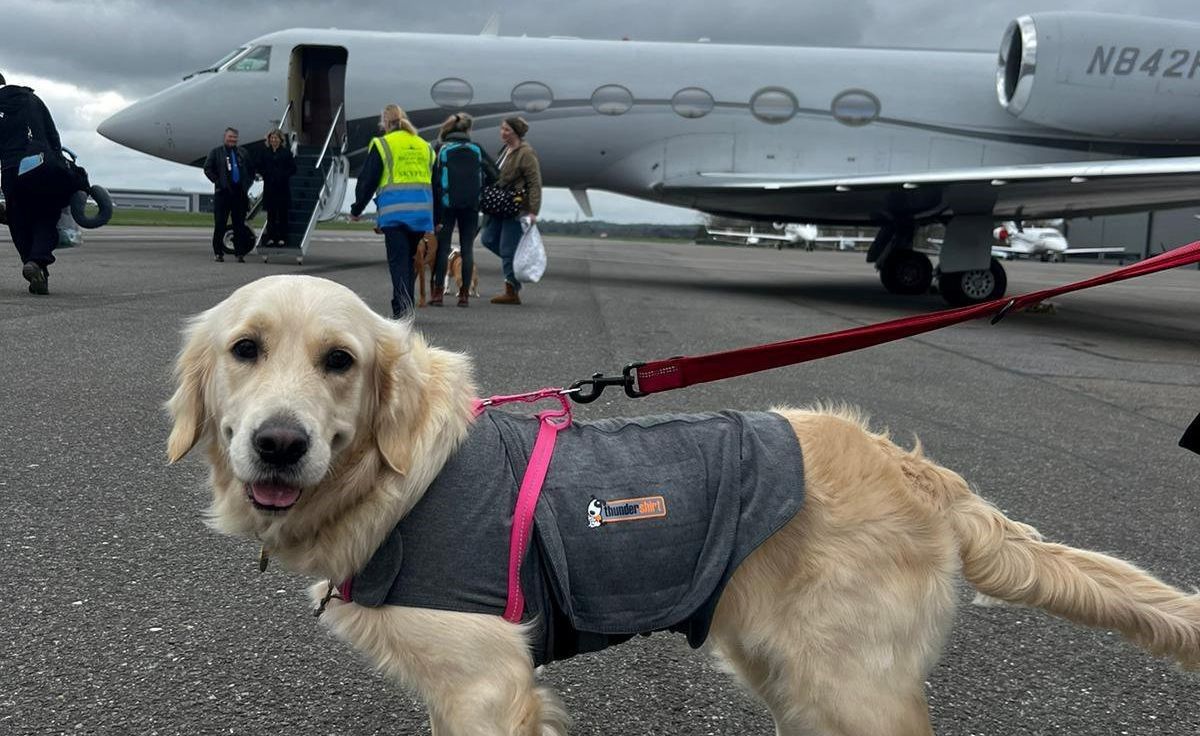 Couple fly dogs in private jet as it proves cheaper than 'crazily expensive' cargo prices