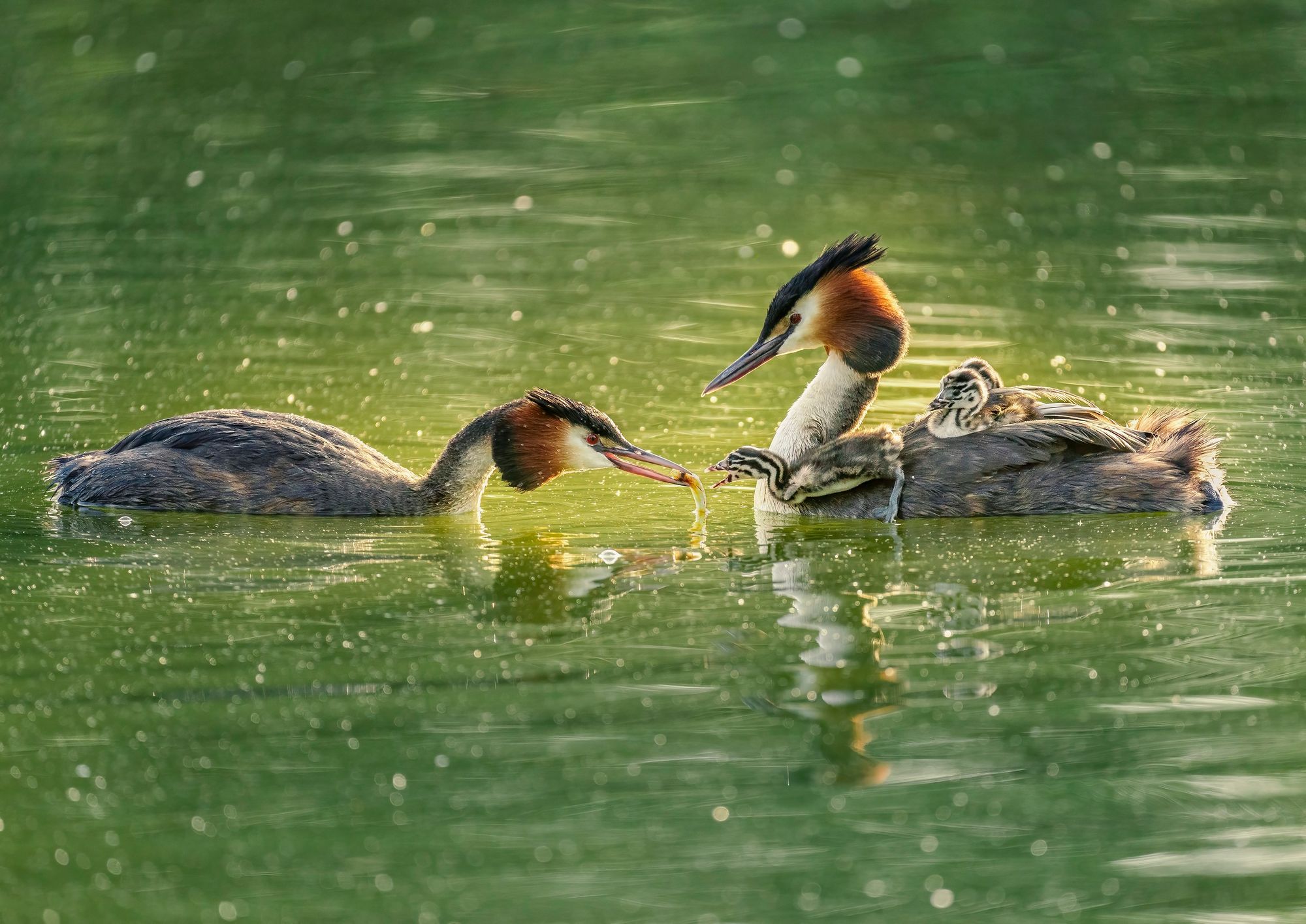 Wildlife trust in search for nature photography for fundraising calendar