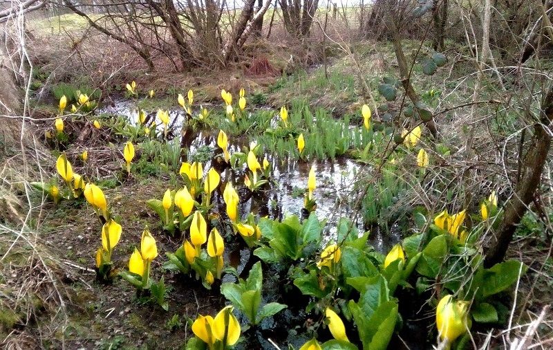 Wildlife: Fresh green shoots are a real feast for the eyes