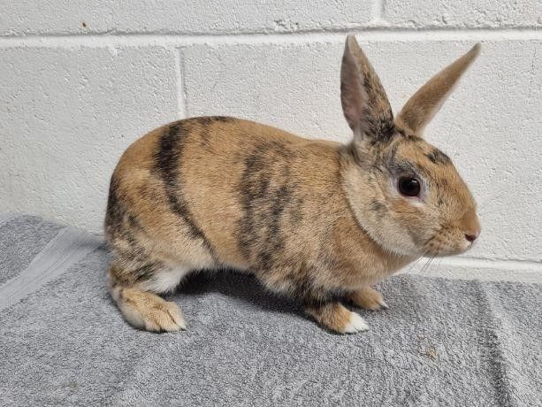 'Overlooked' Ayrshire rabbit in search for new owner