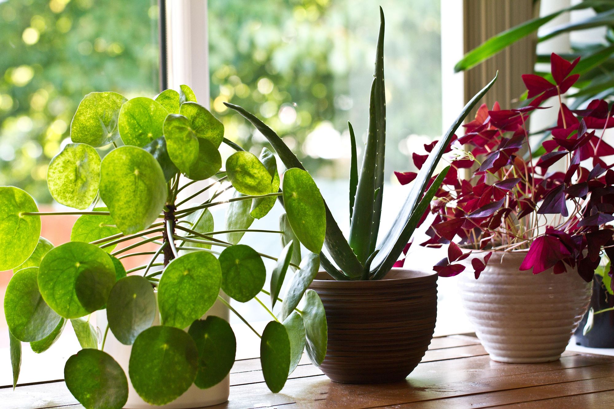 Expert reveals truths behind popular houseplant myths