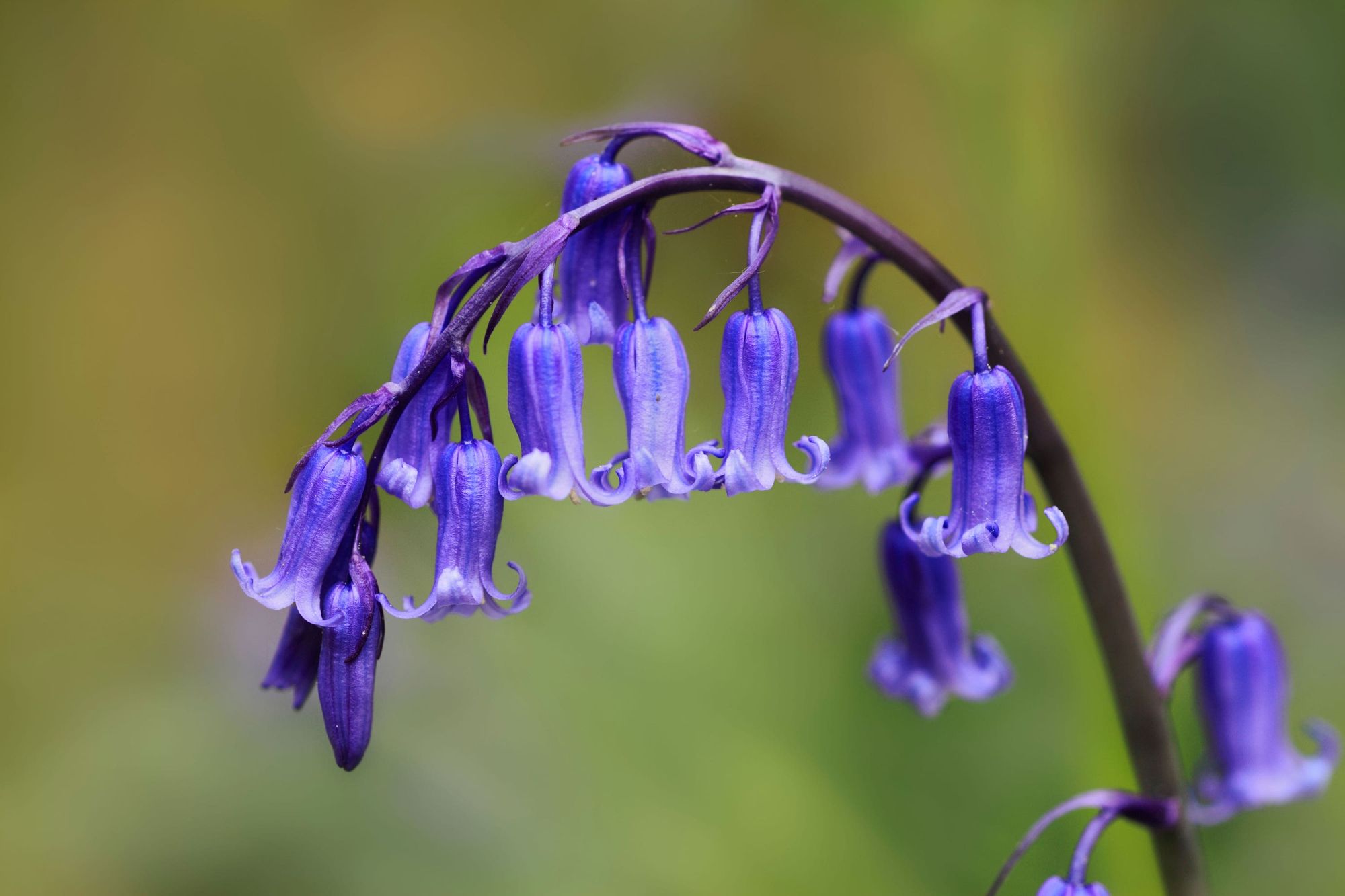 Why we should grow native bluebells