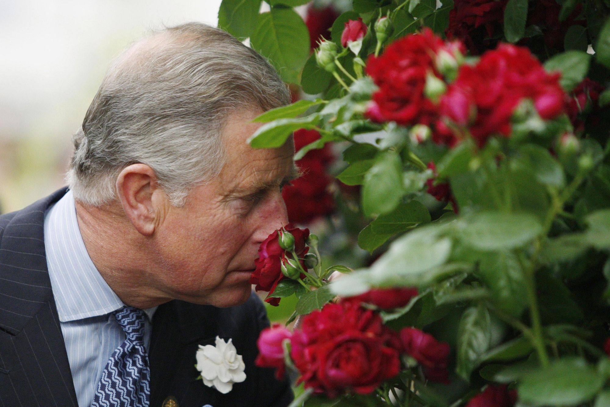 Unlock the secrets to creating a garden fit for a King with these expert tips