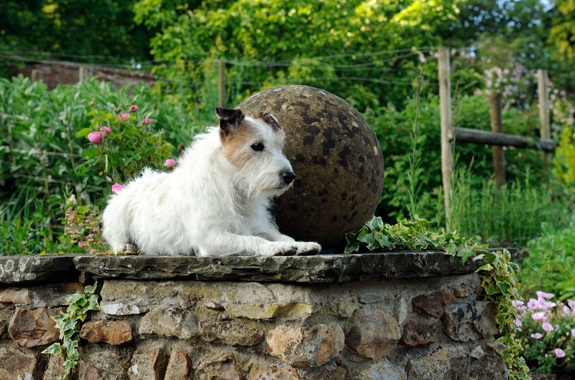 Garden adventures for you and your pup: 7 dog-friendly gardens to visit this Easter