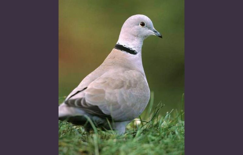 Wildlife: Big Garden Birdwatch results are in