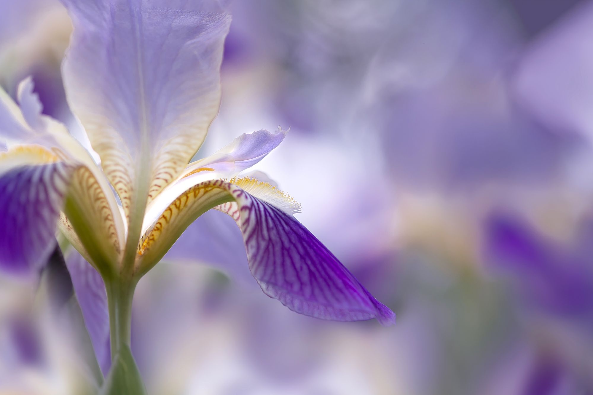 InYourGarden: How to grow Chelsea Flower Show’s dazzling irises