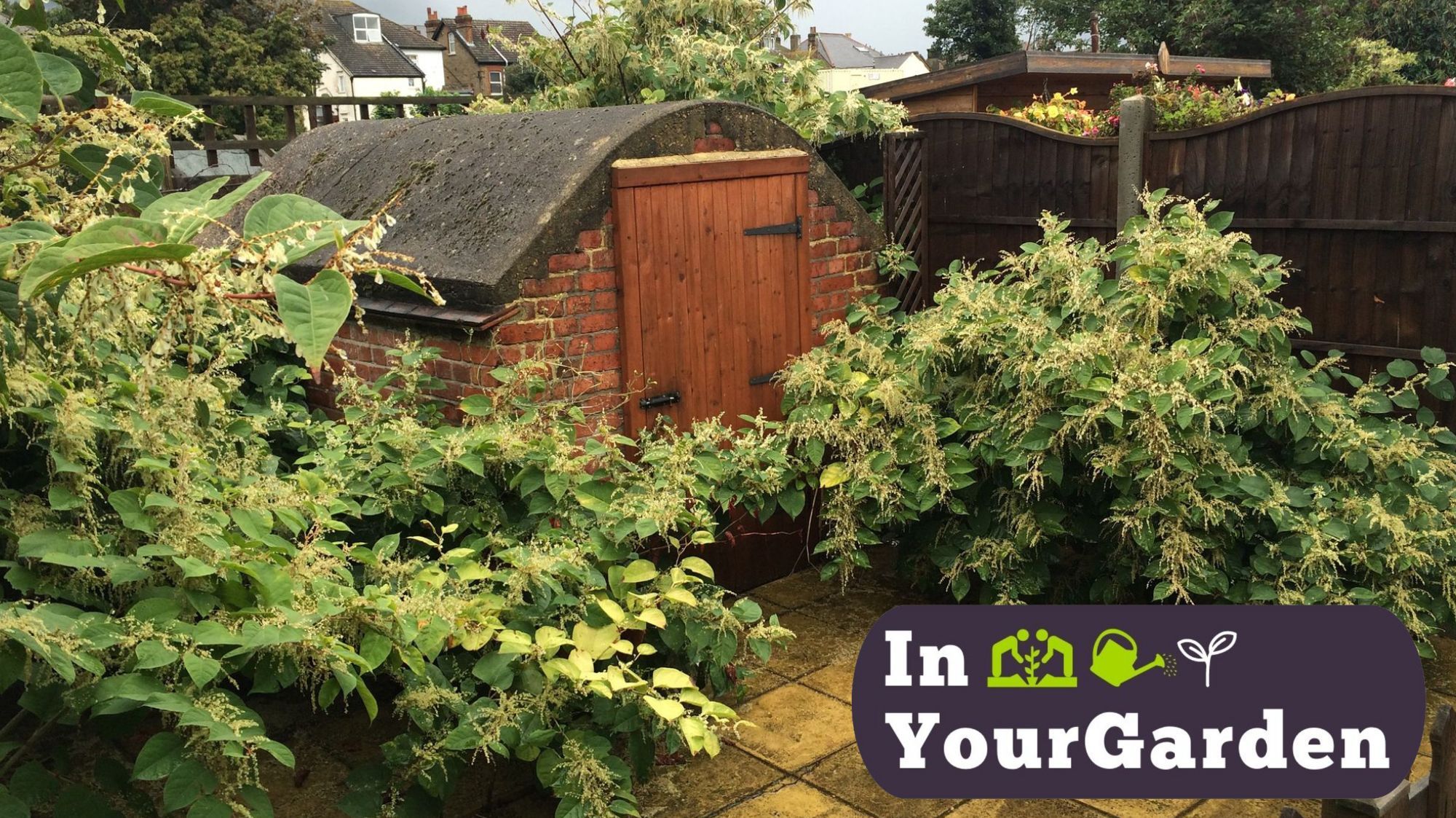 InYourGarden: Warning over invasive garden plants that could land you with fines up to £5,000