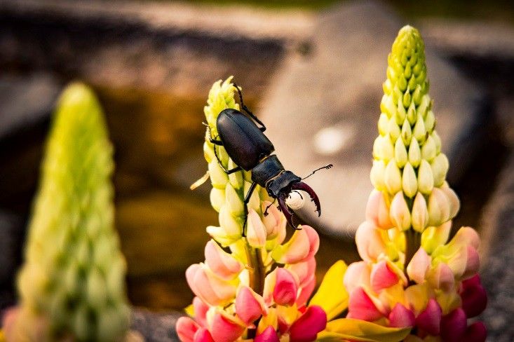 Join the Great Stag Hunt and spot 'iconic' endangered beetles in Kent