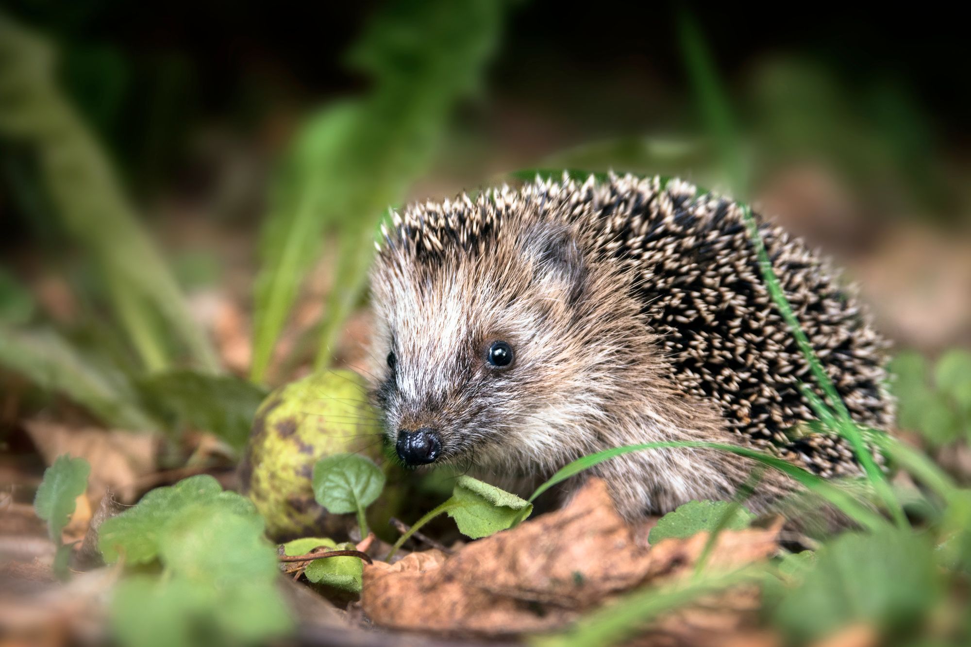 Hedgehog highway signs erected in Stowupland to raise awareness of the animals