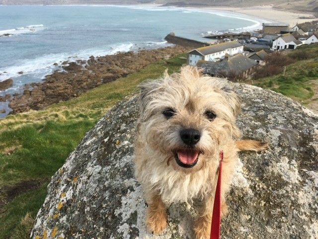 Get your daily doggie fix at The Cinnamon Trust's Big Walk event in Maidstone
